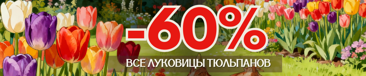 ТЮЛЬПАНЫ -60 ТЮЛЬПАНЫ -60