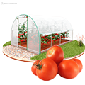 семена томатов для теплиц - Dolinasad.by