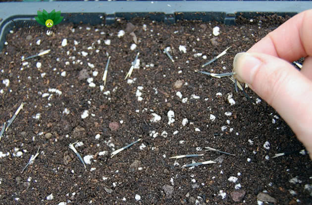 Правильная посадка семян бархатцев. Про уход и особенности выращивания рассказывает эксперт!