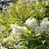 Сирень Агнесс Смит Сирень Агнесс Смит - Dolinasad.by