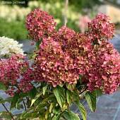 Гортензия метельчатая Тиклд Пинк Гортензия метельчатая Тиклд Пинк - Dolinasad.by