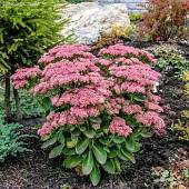 Седум видный Седум видный - Dolinasad.by