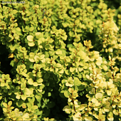 Барбарис тунберга Голдалита Барбарис тунберга Голдалита фото