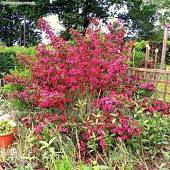 Вейгела Бристол Руби Вейгела Бристол Руби фото