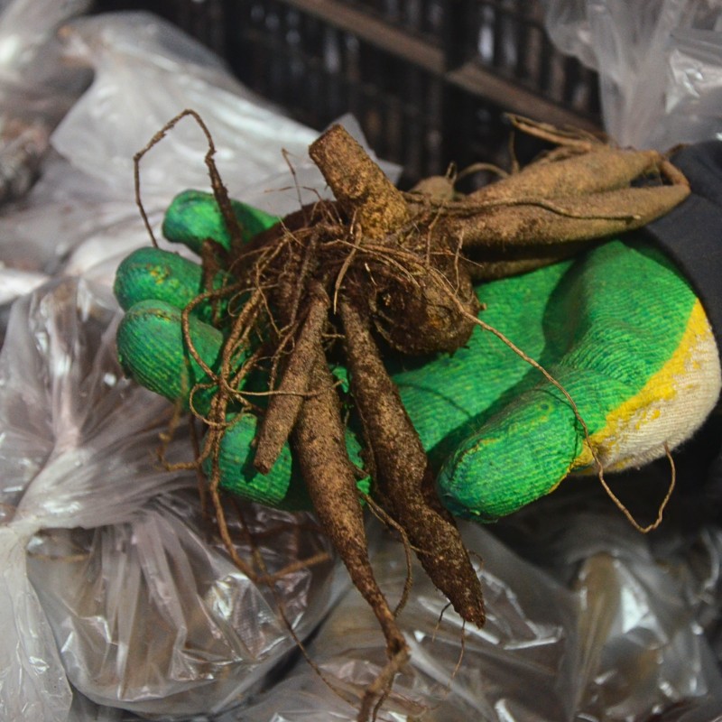 Георгина Дарк Спирит Георгина Дарк Спирит фото