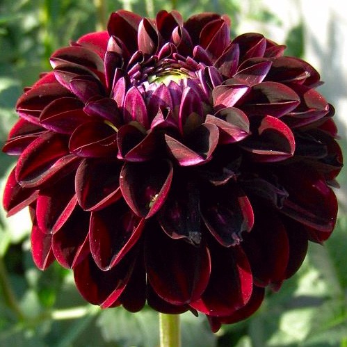 Георгина Дарк Спирит Георгина Дарк Спирит фото