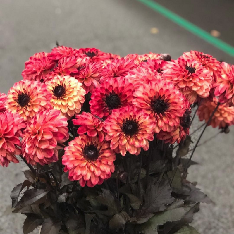 Георгина тирза Георгина тирза фото