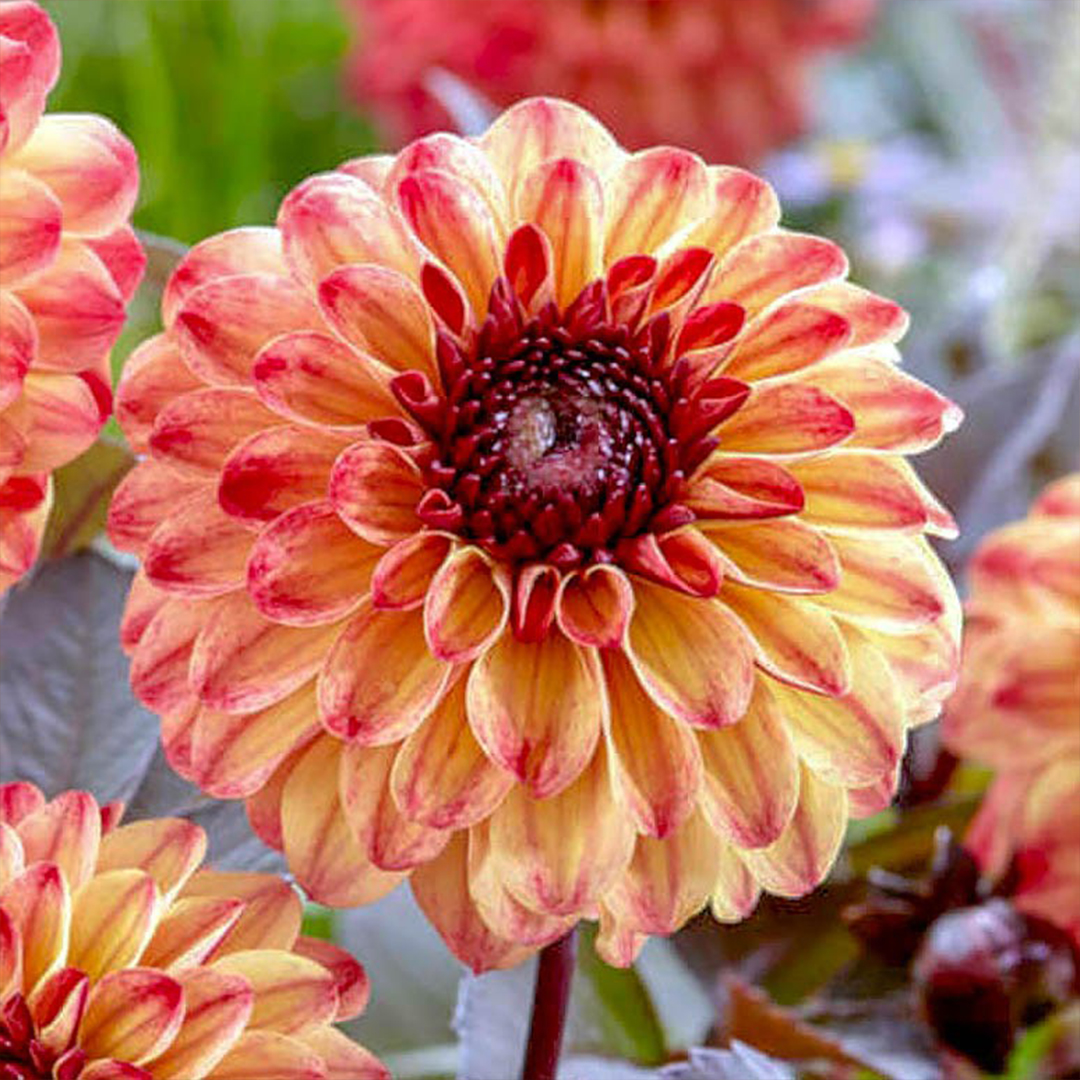 Георгина тирза Георгина тирза фото