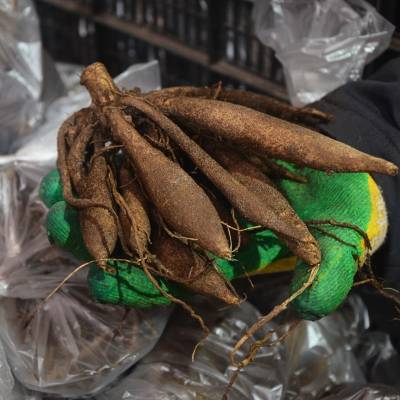 Георгина тирза Георгина тирза фото