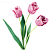 Тюльпаны