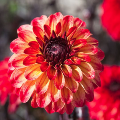 Георгина тирза Георгина тирза фото