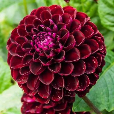 Георгина Дарк Спирит Георгина Дарк Спирит фото