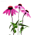 Эхинацеи (корневища)