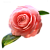 Камелия